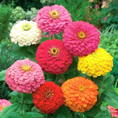 Lorvox Zinnia 'Scabiosa Flowered Seed(80 per packet)