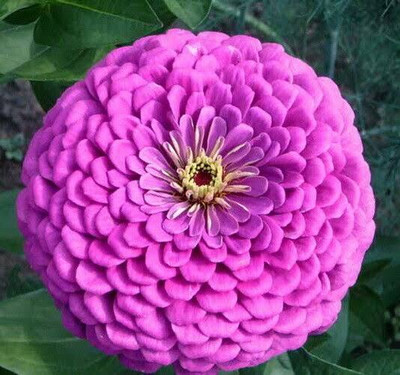 Greenfall Mixed Zinnia Flower Seeds - Garden Pack of 24 for Vibrant Blooms Seed(30 per packet)