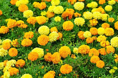 sarvottam creation marigold,gende ka phool seeds Seed(22 per packet)