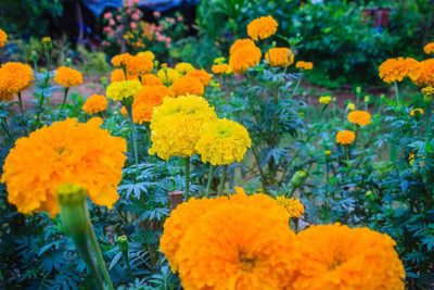 Bamboo marigold,gende ka phool seeds Seed(20 per packet)