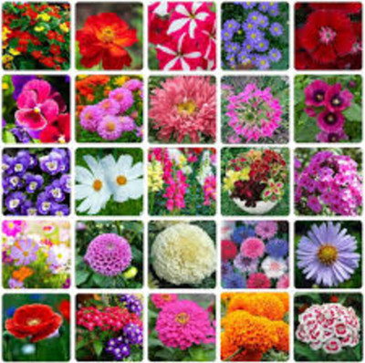 ibains Flower seeds combo pack Seed(310 per packet)