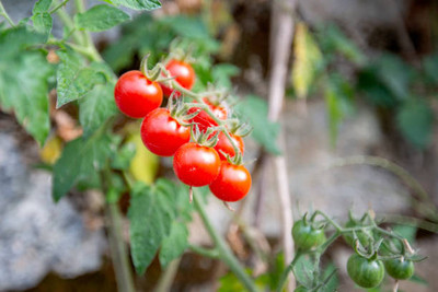 modernseed tomato Seed(60 per packet)