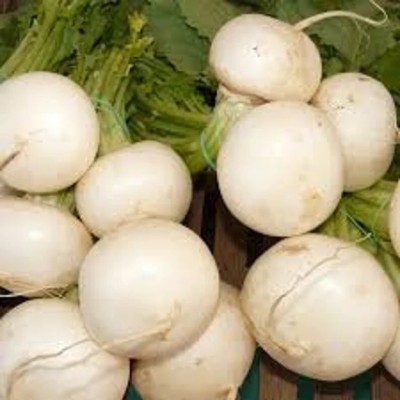 Quentova Turnip Egg white-LIV-8A Seed(250 per packet)