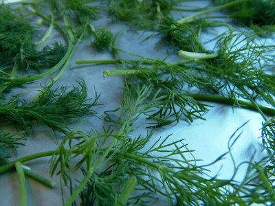 Quentova Superdukat Dill/Soya Herb seeds-IACR-5R Seed(250 per packet)