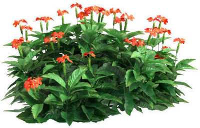 seedkart kanakambaram-firecracker-crossandra Seed(25 per packet)