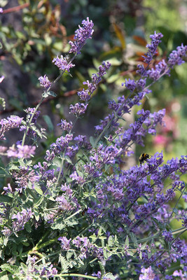 VibeX LX-13 - Catnip Mint - (13500 Seeds) Seed(13500 per packet)