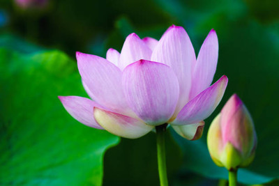 ADVAIT ABEER lotus,kamal gatta Seed(14 per packet)