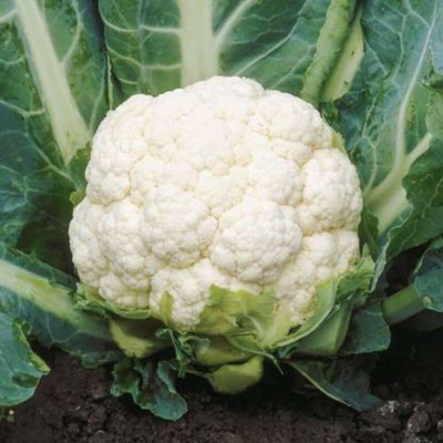 Aywal Phool Gobhi Cauliflower Seed(35 g)
