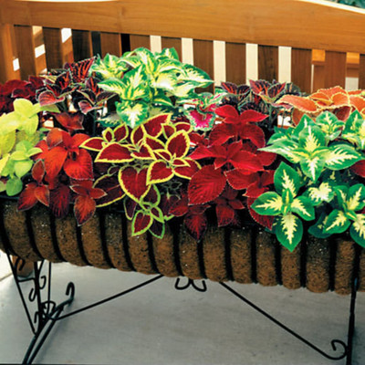 MYAT Flower - Coleus Wizard Mix Seed(80 per packet)