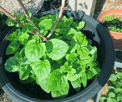 Aro Malabar Spinach, Malabar Seed(80 per packet)