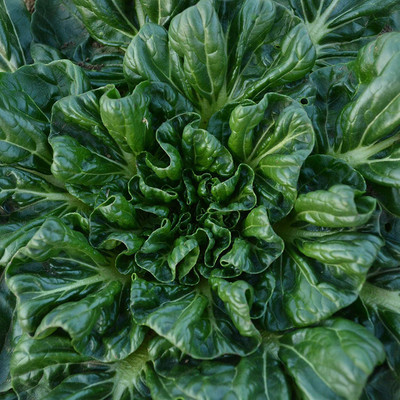 CYBEXIS VXI-36 - Tatsoi Mustard - (250 Seeds) Seed(250 per packet)