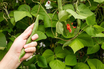 CYBEXIS French Climbing Bean Seeds200 Seeds Seed(200 per packet)