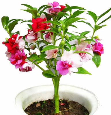 SeeGreen F1 Balsam Rose Flower Seeds, Mixed Balsam For Home Garden,Dopati Seed(55 per packet)