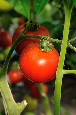 SIDDHARTH FISH FARM tomato Seed(55 per packet)