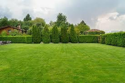 BDSresolve Mat grass seeds pack of 2130 Seed(2130 per packet)