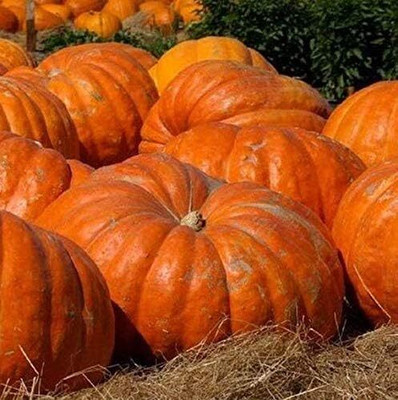 KNESSiN Hybrid Giant Pumpkin Titan Seeds For Kitchen Gardening (60 Seeds) Seed(60 per packet)