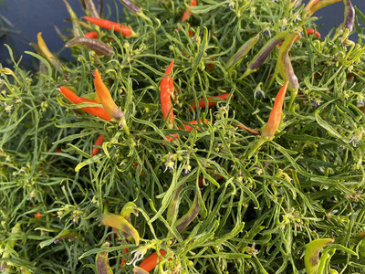 KNESSiN Easy to Grow Orange Candlelight Hot Pepper Seeds For Gardening-(2400 Seeds) Seed(2400 per packet)