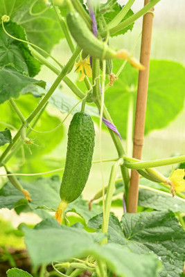 AFARTIOBINA 147 Pc Cucumber Seeds Seed(147 per packet)