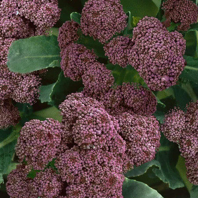 WILLVINE PUAS -X Hybrid Purple Sprouting Broccoli Seeds [2.5g] Seed(750 per packet)