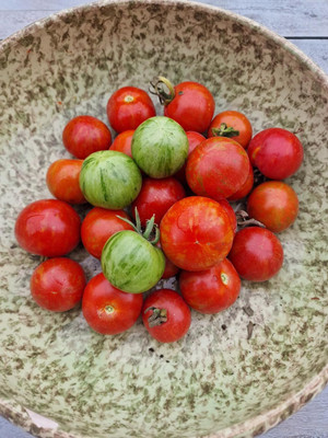 Biosnyg Hybrid Tigerella Tomato Vegetable Seeds for Kitchen Gardening - (1000 Seeds) Seed(1000 per packet)
