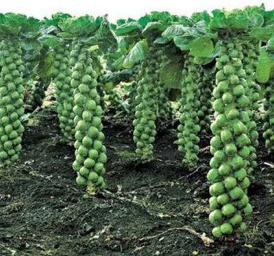 WILLVINE AMR -IX Long Island Brussels Sprouts [1g] Seed(300 per packet)