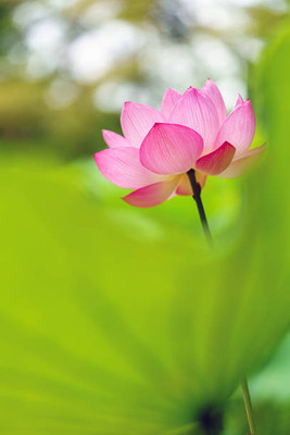 iva lotus,kamal gatta Seed(10 per packet)