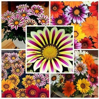 CYBEXIS Rainbow Sunflower Seeds Gazania Bonsai Seeds Seed(50 per packet)