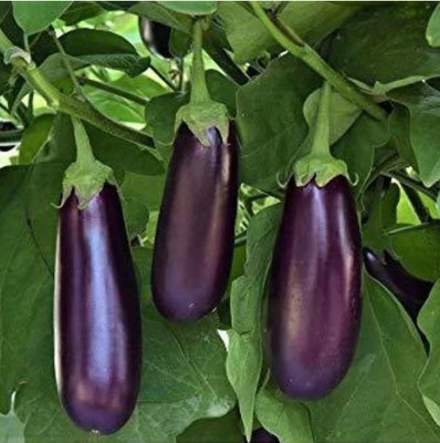 HYBRID 10g Highest yield variety in brinjal seeds early fruiting Seed(10 g)