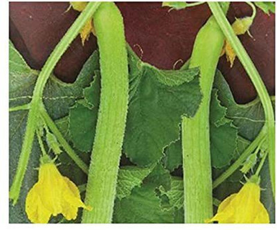 Aywal European Cucumber- Kakri Seed(800 per packet)
