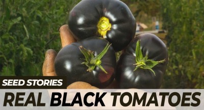 Qualtivate ICRA-2A F1 Hybrid Black Cherry Tomato Seed(300 per packet)