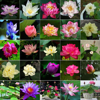VibeX ® LXI-32 Mixed Lotus Seeds Seed(25 per packet)