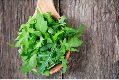 CYBEXIS VXI-2 - Arugula (Slow Bolt) - (750 Seeds) Seed(750 per packet)