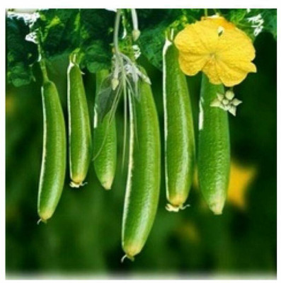 UGRA Sponge Gourd seeds Seed(80 per packet)