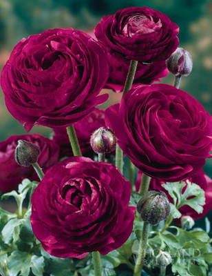 Epazo Ranunculus Flower Bulb Seed(10 per packet)