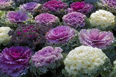 KANAYA Kale Flower Hybrid Seed(74 per packet)