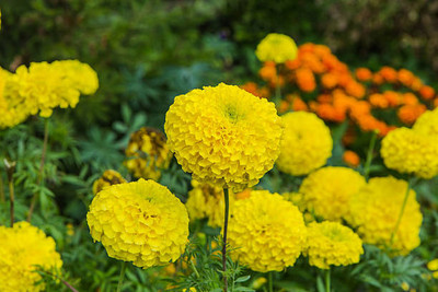 Kishori Creation marigold/gende ka phool flower seeds Seed(50 per packet)