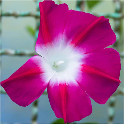CYBEXIS PUAS-43 - Scarlet O' Hara Morning Glory (Ipomoea nil) - (100 Seeds) Seed(100 per packet)