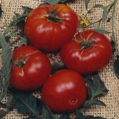 Farmers Choice Brandywinr-Yellow-Tomato- Seed(245 per packet)