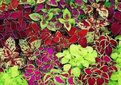 MYAT Coleus Rainbow Mixture Seed(80 per packet)