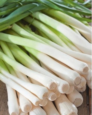 CEZIUS Leek - Albos Allium Porrum Seed(100 per packet)