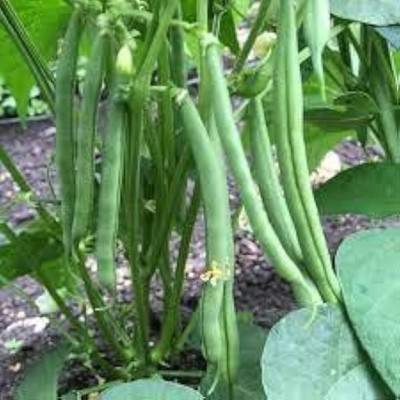 ibains Beans seed pack of 48 Seed(48 per packet)