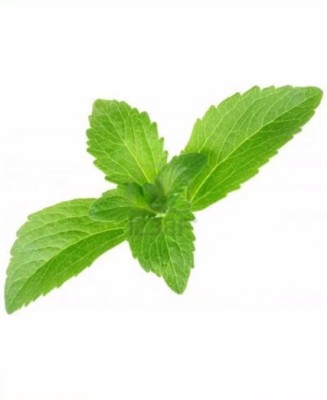 Quentova Stevia Rebaudiana Seeds - Natural Sweetener Organic-IACR-22D Seed(200 per packet)