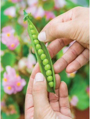 Quentova Organic Green Peas-DXL-8Y Seed(50 per packet)