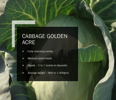 CYBEXIS CABBAGE GOLDEN ACRE SEEDS(1000 Seeds) Seed(1000 per packet)