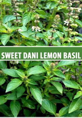 VibeX ® LXI-4 Sweet Dani Lemon Basil Seed Seed(1000 per packet)