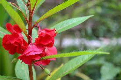 Seedsqlty balsam seeds Seed(70 per packet)
