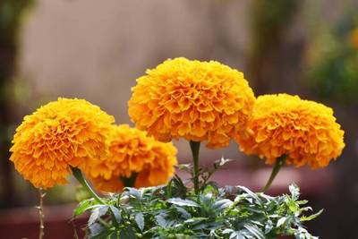 SIDDHARTH FISH FARM marigold,gende ka phool seeds Seed(21 per packet)