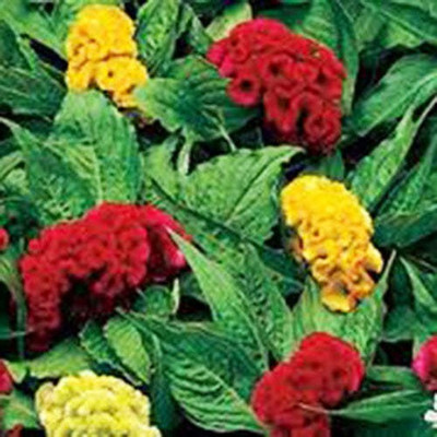 Quentova Celosia Dwarf Cockscomb Mixed Seeds-77G-PUA Seed(50 per packet)