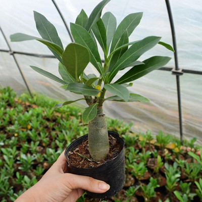 Qualtivate PUAS-115 Adenium Obesum Fresh Seeds Seed(30 per packet)