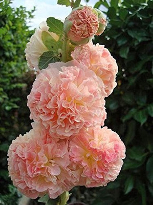 Lorvox Double hollyhock flower seeds all colour Seed(28 per packet)